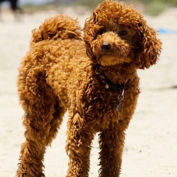 Meet your Posher, Patrick - Picture 1 of 1